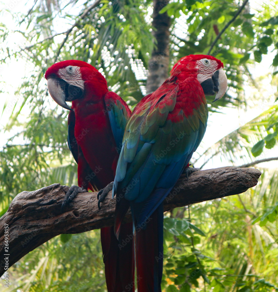 Beautiful Macaw and Parrot birds in the public parks