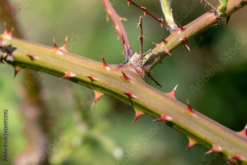 Close up of the thorns of rubus fruticosus