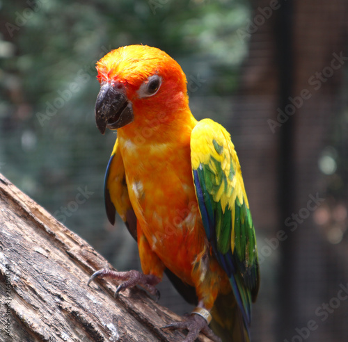 Beautiful Macaw and Parrot birds in the public parks