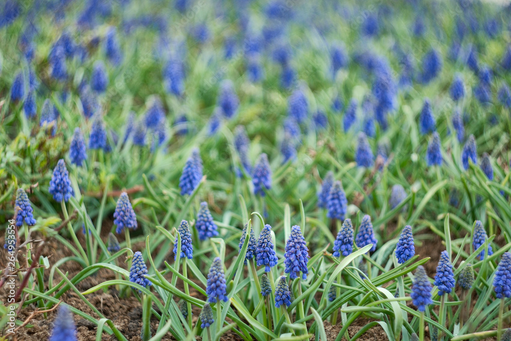 Blue flowers