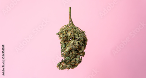 isolated marijuana bud on a pink background.medical marijuana concept for social media