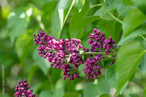 close up of the blossom of a purple blooming syringa 