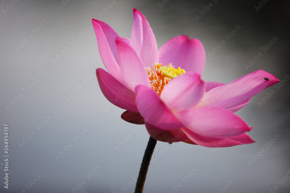 Obraz premium beautiful blooming lotus flower