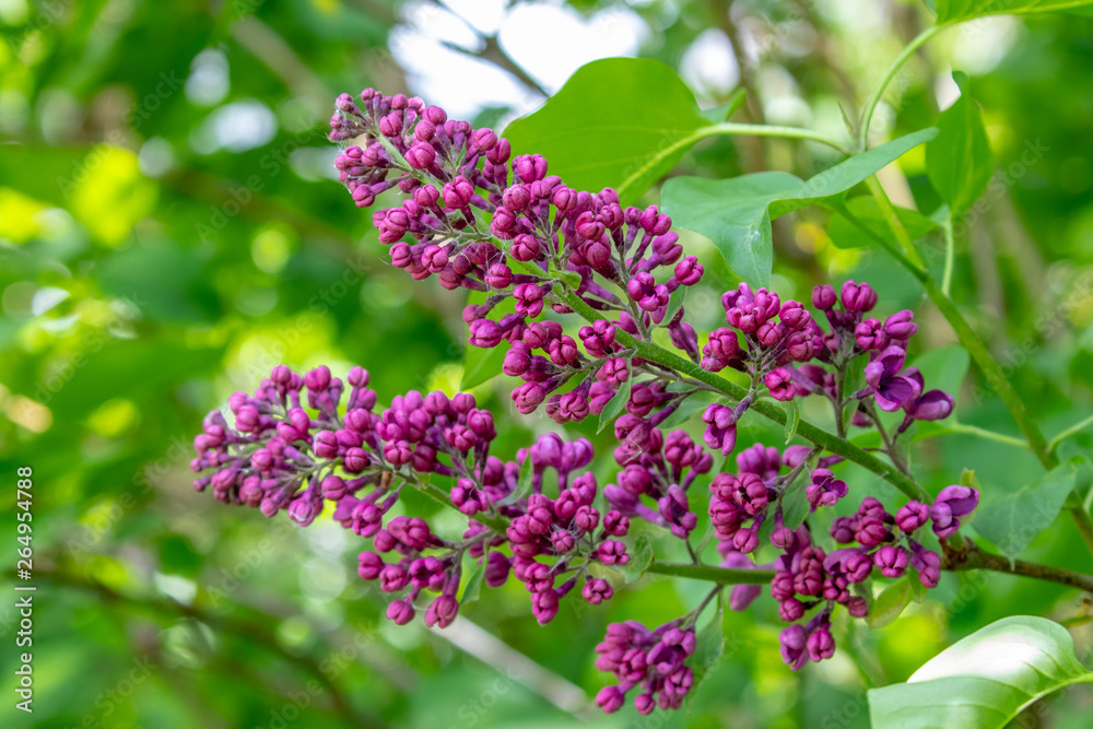 purple blooming syringa in a hedge purple blooming syringa in a hedge