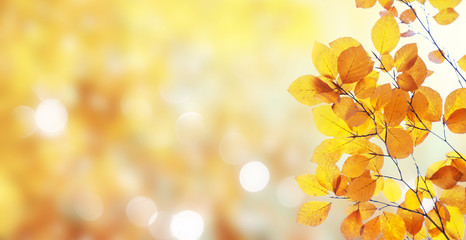 Vibrant fall foliage