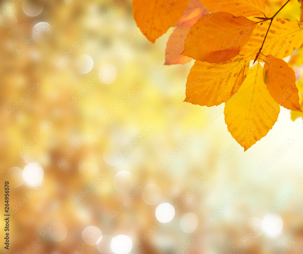 Vibrant fall foliage