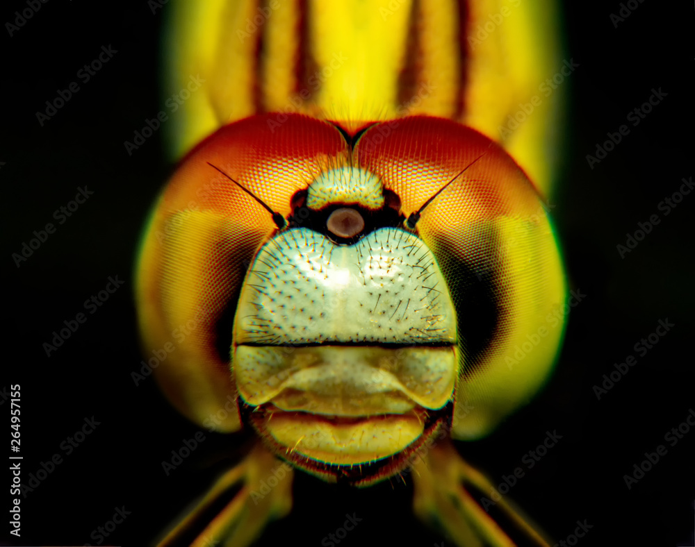 shot eye and head Beautiful nature scene dragonfly. Showing of Stock Photo | Stock