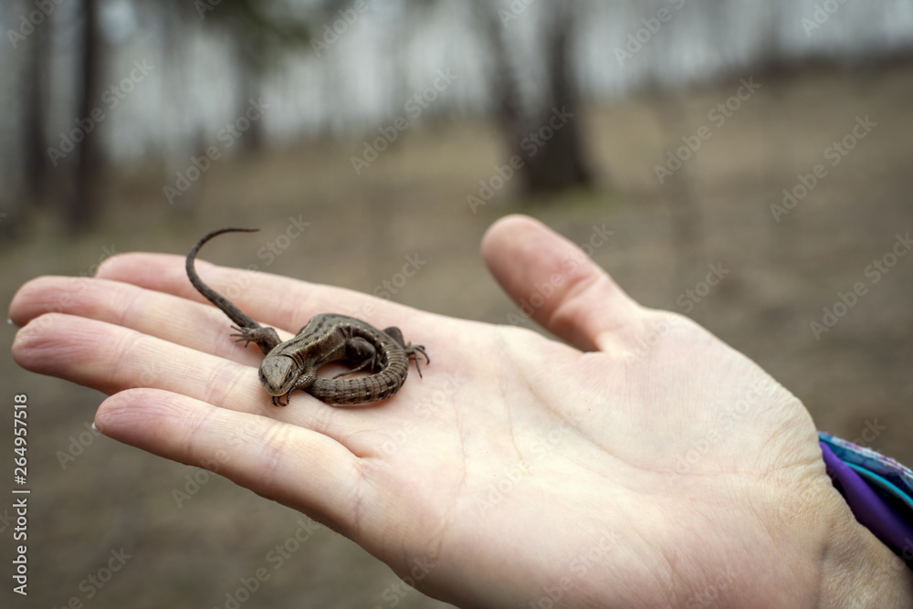 A woman holding a lizard in her hand against the forest.