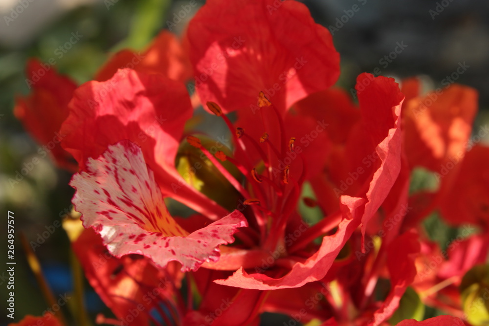 Macro of Indian Delonix Regia or Royal Poinciana or Gulmohar Flower. Macro of Indian Delonix Regia or Royal Poinciana or Gulmohar Flower.
