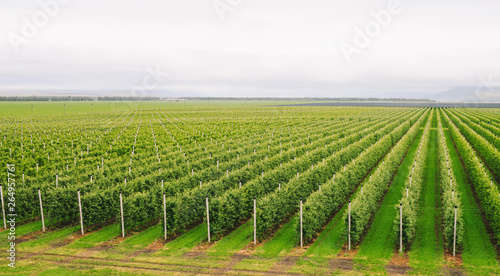 Agriculture. Rows of apple trees grow. © davit85