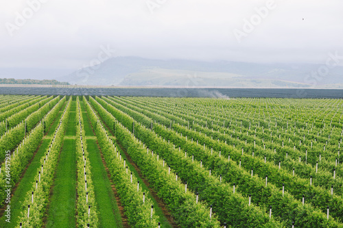 Agriculture. Rows of apple trees grow.