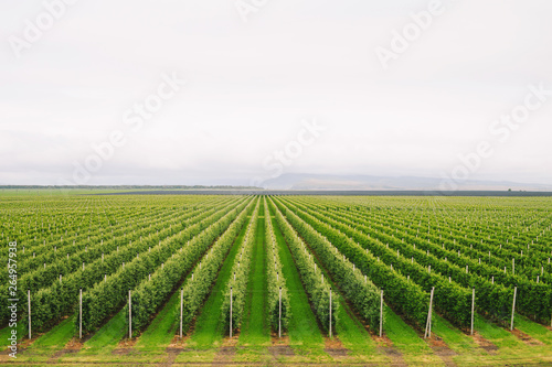 Agriculture. Rows of apple trees grow. © davit85