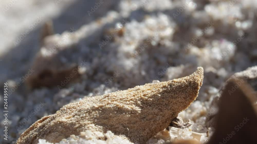 Hunting juvenile Peacock Spider jumps and tackles prey on sand, Macro Hunting juvenile Peacock Spider jumps and tackles prey on sand, Macro