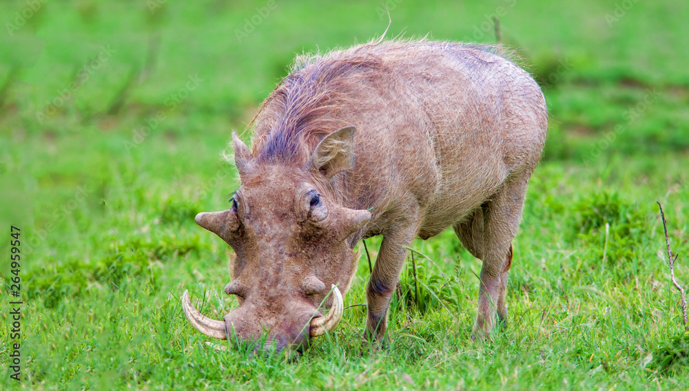 Fototapeta premium Warthog in Nakuru National Park, Kenya.