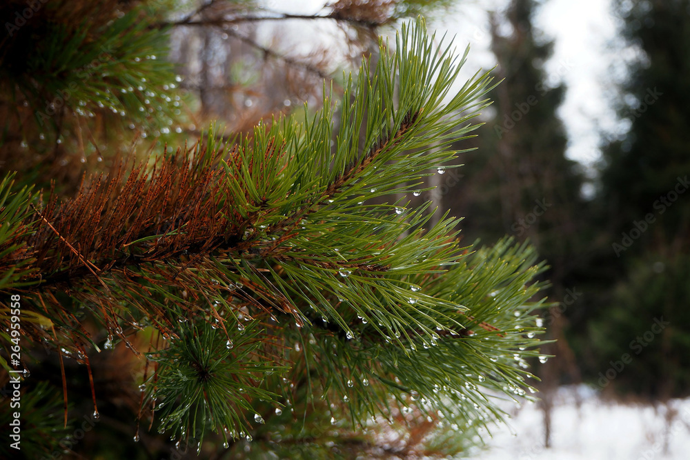 icicles, dew icicles, dew