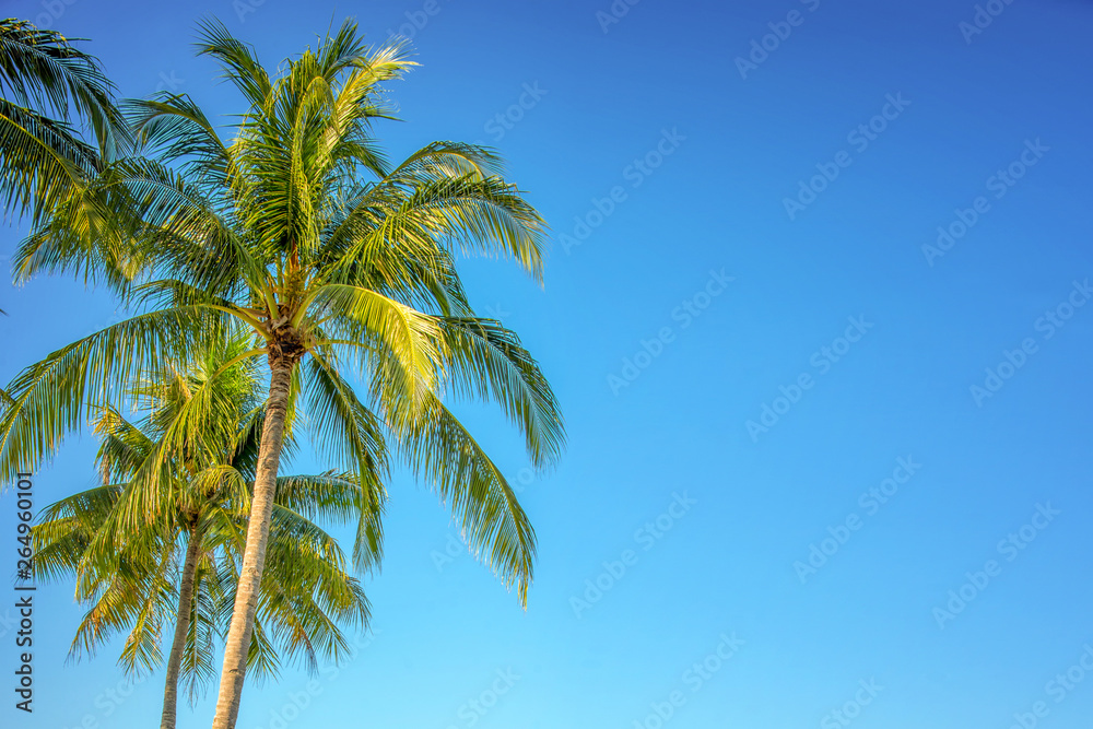 Photo of a palm tree on blue sky, tropical travel background with copy space