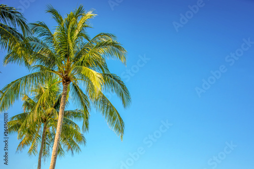 Photo of a palm tree on blue sky  tropical travel background with copy space