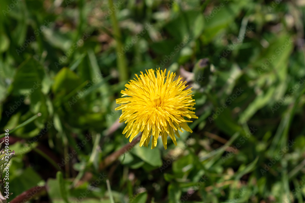 Close up of yellow blooming dandelion