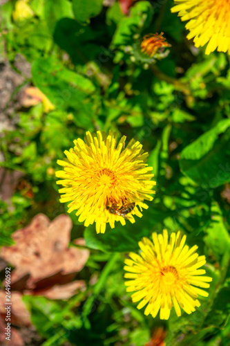 Bee On Dandelion In The Sun