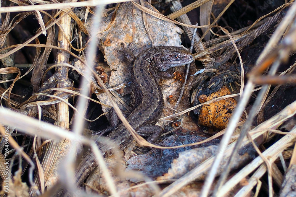 Fototapeta premium lizard