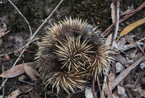 Wild short-beaked echidna with dirty muzzle and paws try to to curl up in to a ball to hide itself and protect. Tachyglossus aculeatus in the eucalyptus forest. Australia.