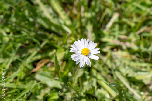 Single blooming daise in the grass with copyspace beside