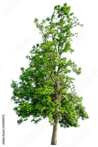 Two trees that completely separated from the white background Scientific name Azadirachta indica