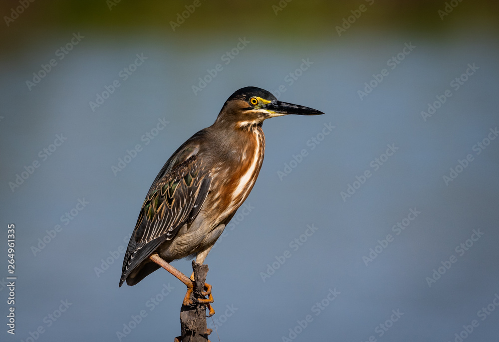 Fototapeta premium Striated Heron perching on a stump in the middle of a pond.