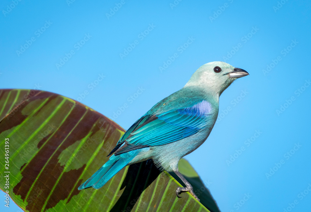 Obraz premium Blue-gray Tanager (Thraupis episcopus) perching on a banana leaf isolated against the blue sky