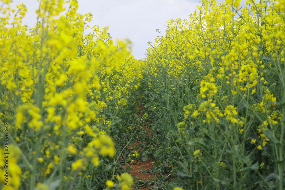 Fototapeta premium raps