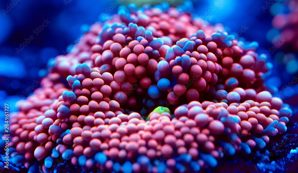 Anemones. Corals in a marine aquarium. Anemones. Corals in a marine aquarium.