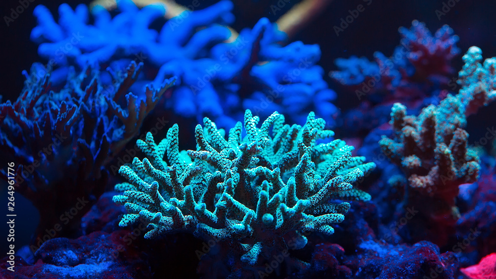 Corals in a marine aquarium. Corals in a marine aquarium.
