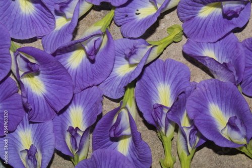 Fototapeta Naklejka Na Ścianę i Meble -  Top view fresh purple blue Butterfly pea flower on concrete floor,purple or blue floral background.