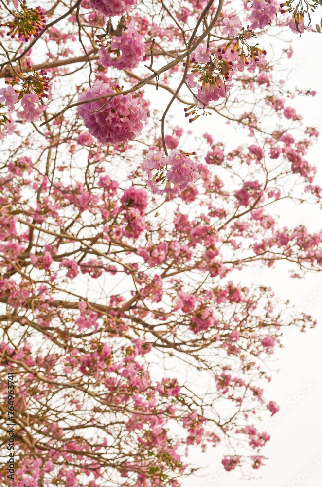 Blooming Pink trumpet tree or Tabebuia rosea flower in outdoor park Blooming Pink trumpet tree or Tabebuia rosea flower in outdoor park