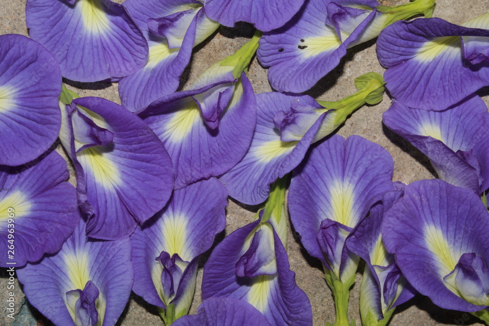 Top view fresh purple blue Butterfly pea flower on concrete floor,purple or blue floral background.