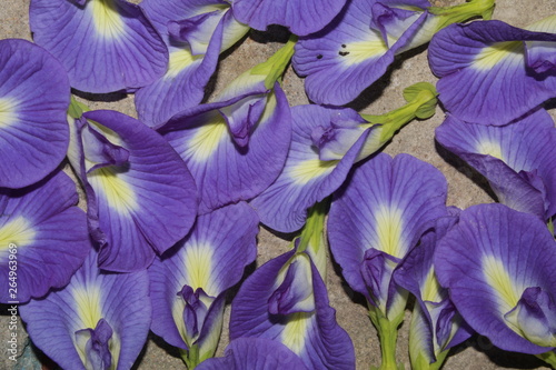 Top view fresh purple blue Butterfly pea flower on concrete floor purple or blue floral background.