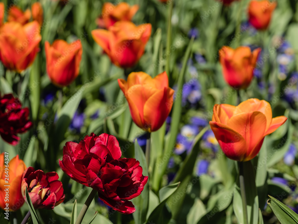 rote und orangene Tulpen auf einem Tulpenfeld rote und orangene Tulpen auf einem Tulpenfeld
