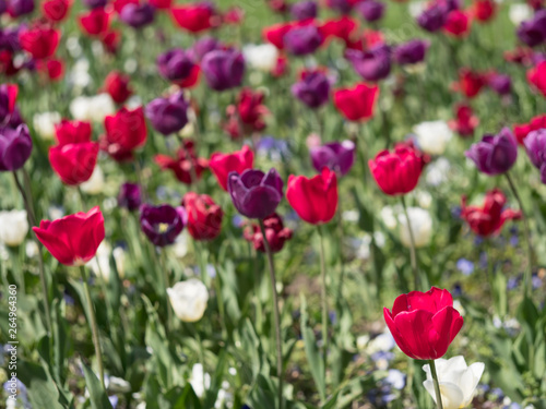 Tulpenfeld in wei    lila und pink