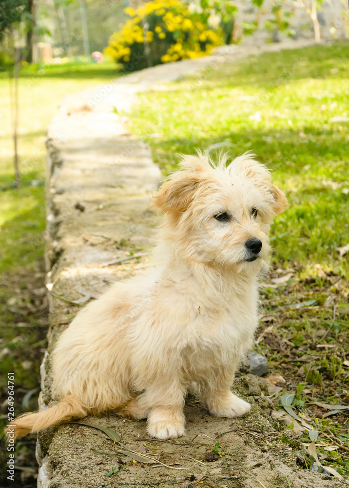 Fototapeta premium Dog