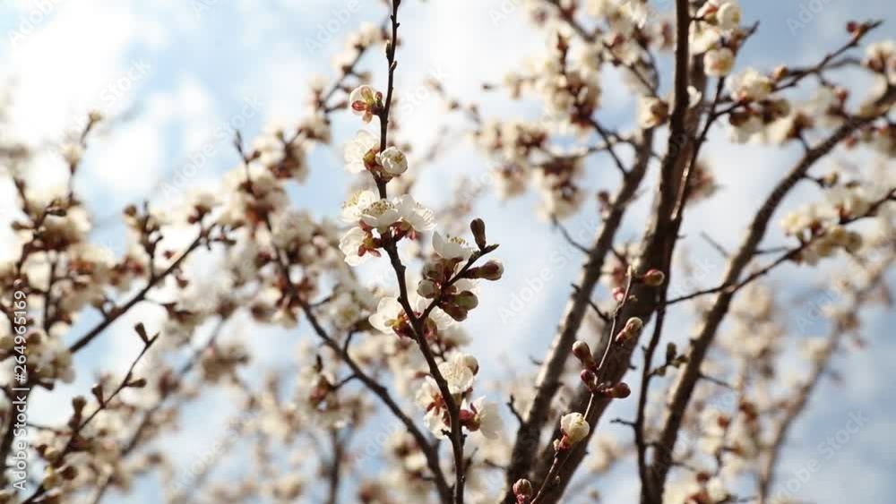 Flowers on the branches of a tree in spring Flowers on the branches of a tree in spring