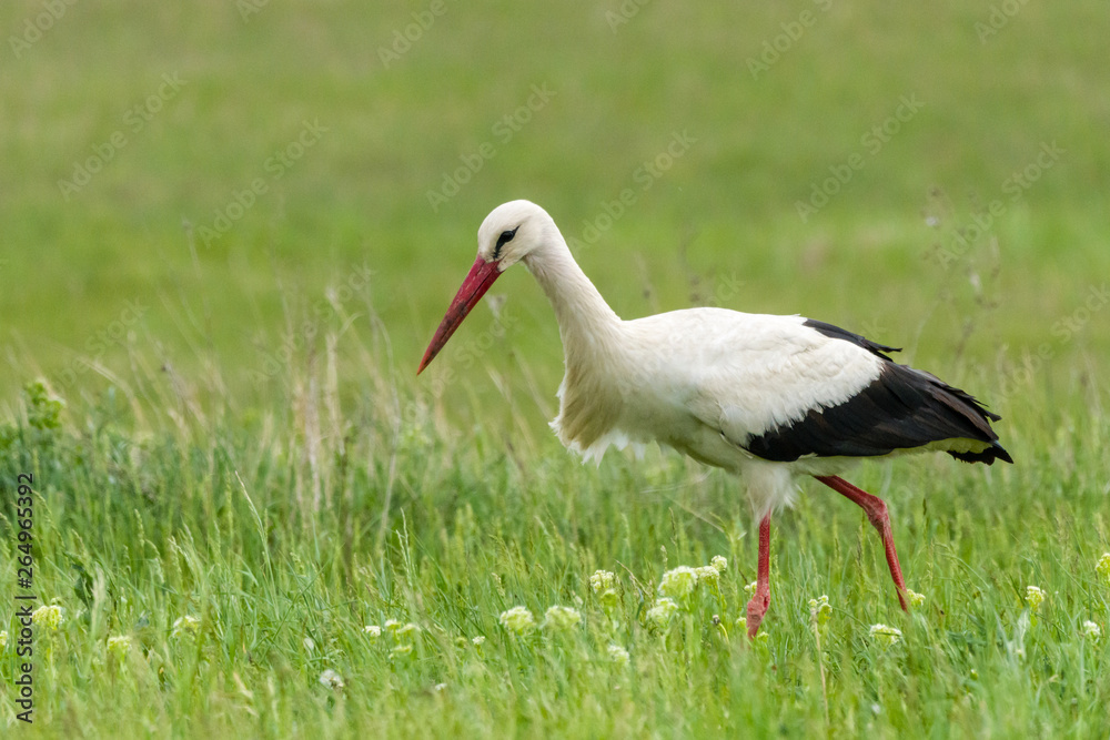 Fototapeta premium Storch