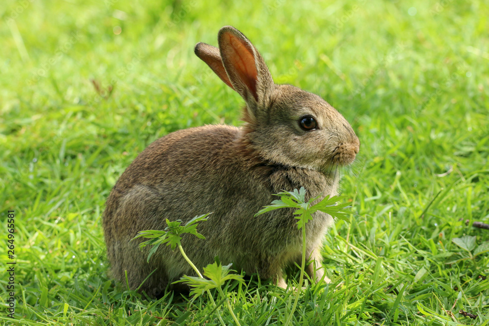 Wild Rabbit (Oryctolagus cuniculus). Taken in the Welsh countryside, Wales, UK Wild Rabbit (Oryctolagus cuniculus). Taken in the Welsh countryside, Wales, UK