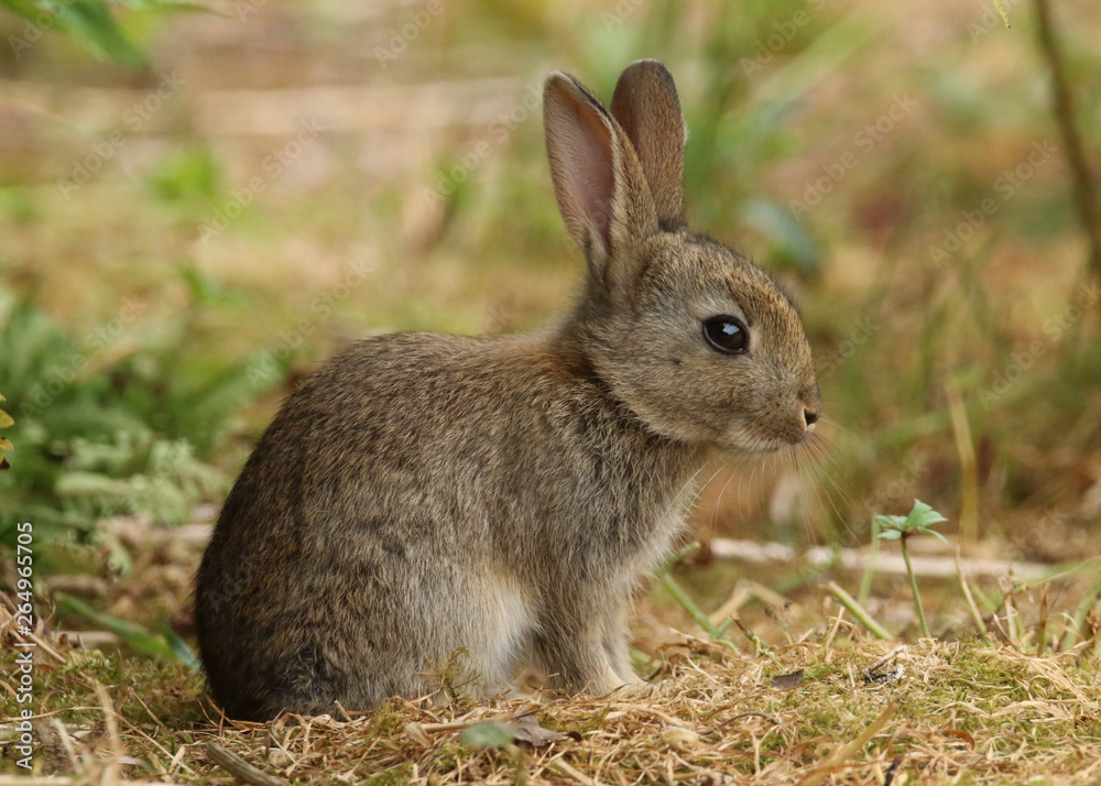 Wild Rabbit (Oryctolagus cuniculus). Taken in the Welsh countryside, Wales, UK Wild Rabbit (Oryctolagus cuniculus). Taken in the Welsh countryside, Wales, UK