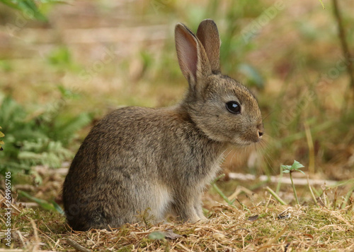 Wild Rabbit  Oryctolagus cuniculus .  Taken in the Welsh countryside  Wales  UK