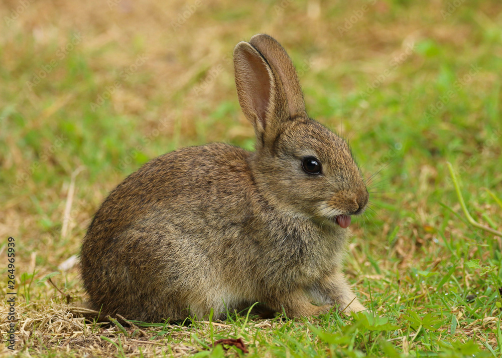 Wild Rabbit (Oryctolagus cuniculus). Taken in the Welsh countryside, Wales, UK Wild Rabbit (Oryctolagus cuniculus). Taken in the Welsh countryside, Wales, UK