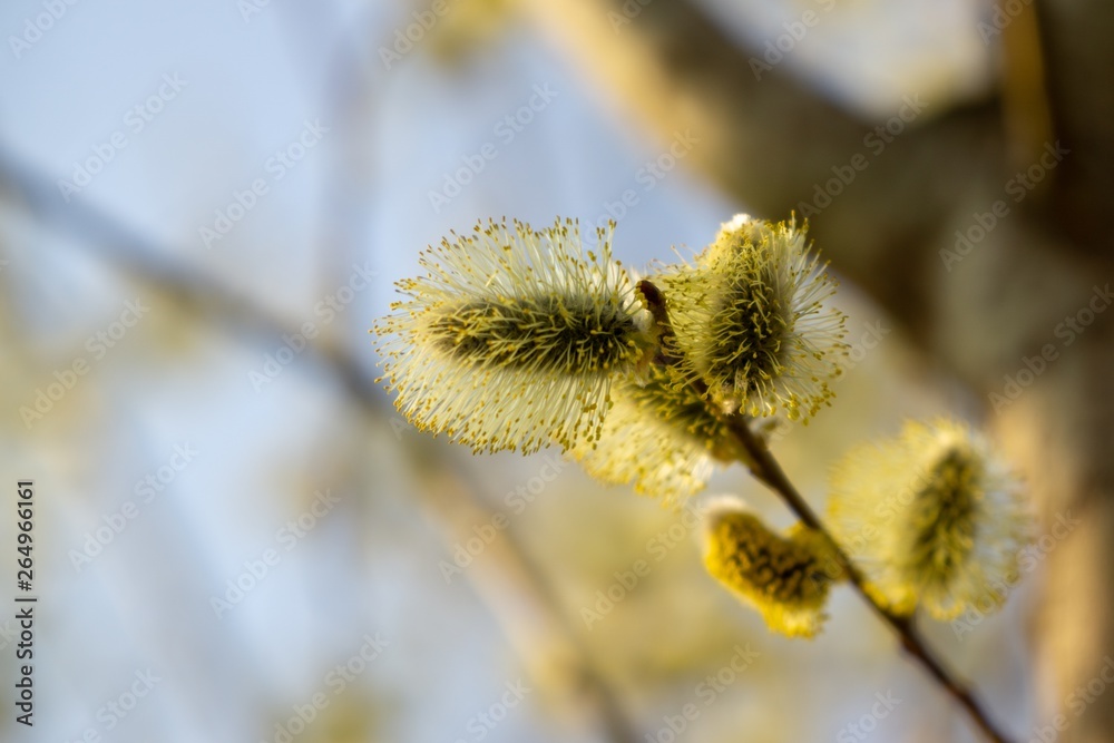 Spring tree flowering. Branch of willow wkith catkins - lamb's-tails. Slovakia Spring tree flowering. Branch of willow wkith catkins - lamb's-tails. Slovakia