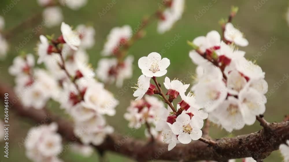 Flowers on the branches of a tree in spring Flowers on the branches of a tree in spring