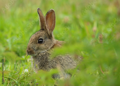 Wild Rabbit (Oryctolagus cuniculus).  Taken in the Welsh countryside, Wales, UK © Helen Davies