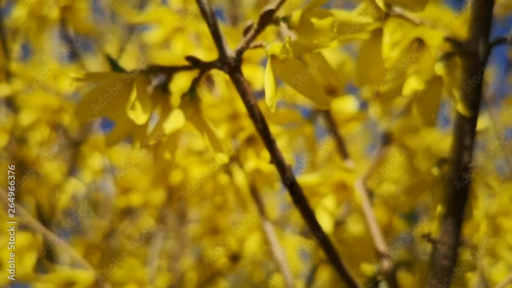 Yellow flowers on the branches of a tree in spring Yellow flowers on the branches of a tree in spring