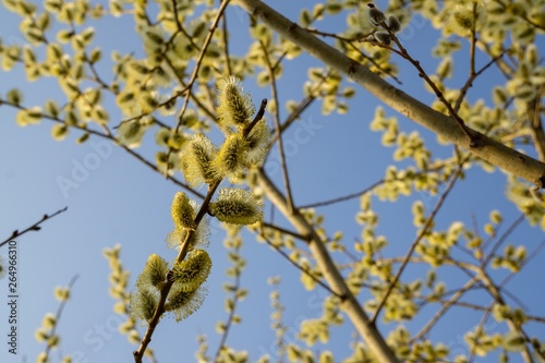 Spring tree flowering. Branch of willow wkith catkins - lamb's-tails. Slovakia